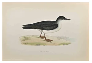 Alexander Francis Lydon, Manx Shearwater, Woodcut Print, 1870