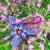 Bloom-Logan-Mead Gardens, Florida by Amanda Seckington | Acrylic & Oil Painting of flowers and foliage For Sale