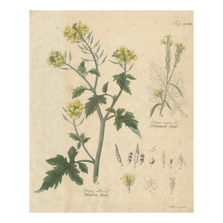 White & Black Mustard, 1831, Paper For Sale