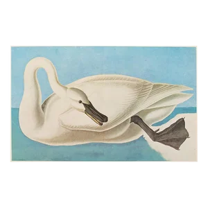 XL Cottage Print of Swan After John J. Audubon, 1966