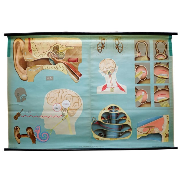 Sense of Hearing and Balance Equilibrum Wall Chart Medical Poster For Sale - Image 9 of 9