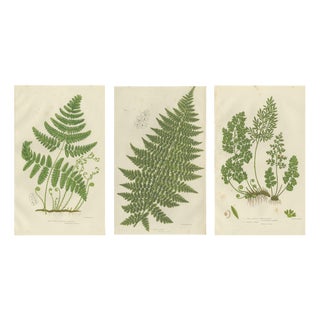 Anne Pratt, British Ferns, 1873, Paper, Set of 3 For Sale