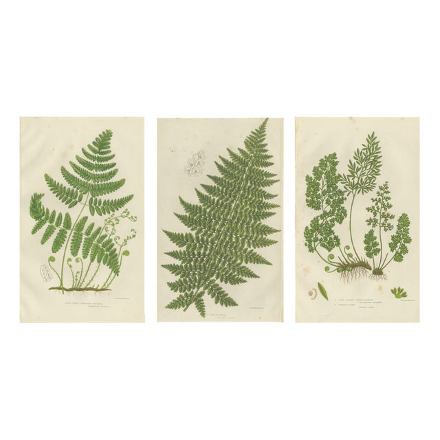 Anne Pratt, British Ferns, 1873, Paper, Set of 3 For Sale