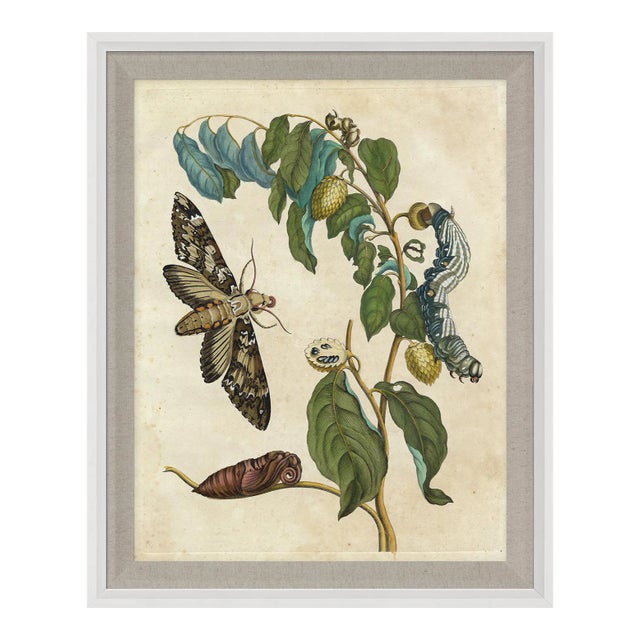 Merian Butterfly 5, Framed Artwork For Sale