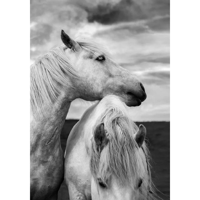 Diane39, Scottish Horses, Photographic Paper, in Flawless conditions. Designed from 2000 This piece has an attribution...