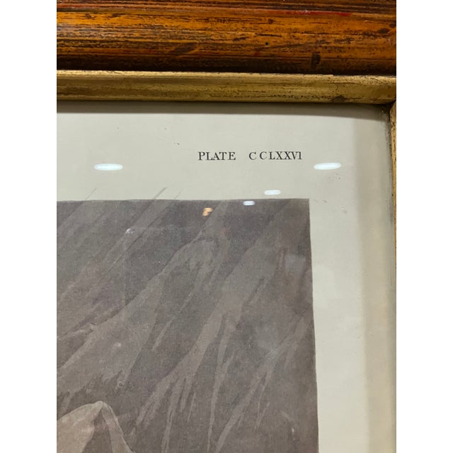 Wood Mid 19th Century Second Edition John James Audubon Print King Duck, Plate CCLXXVI For Sale - Image 7 of 12