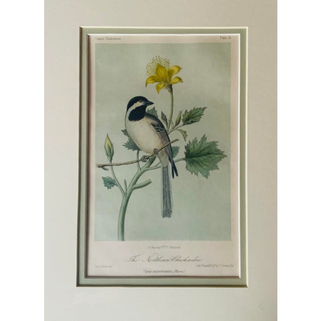 Antique Hand-Colored Lithograph, "The Northern Chickadee"C. 1853 For Sale - Image 10 of 11
