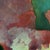“Prawn” 16x20. Original Abstract Painting on Canvas. This Piece Will Be in My Solo Show in the Libra Gallery Space at Crooked Tree Arts Center. For Sale - Image 4 of 8
