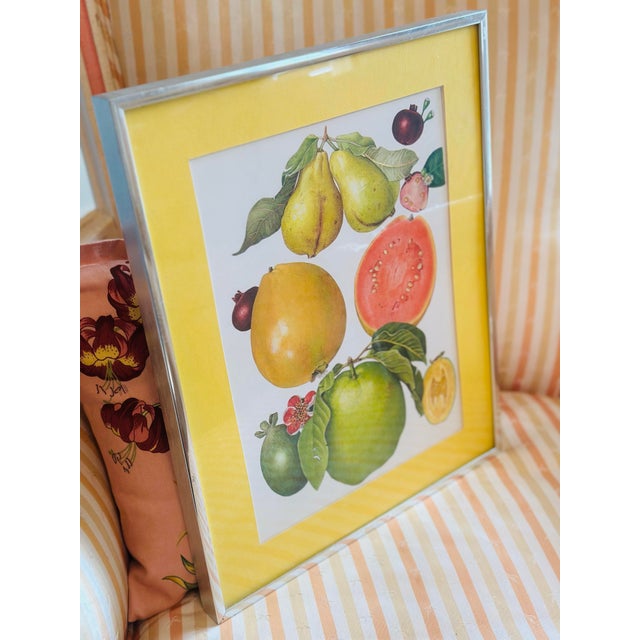 Illustration Vintage Fruit Print, Framed For Sale - Image 3 of 6