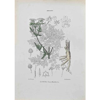 Vincenzo Tenore, Hemlock, Lithograph, 1870s For Sale