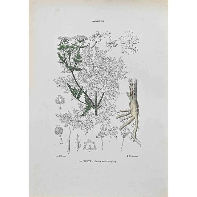 Vincenzo Tenore, Hemlock, Lithograph, 1870s For Sale