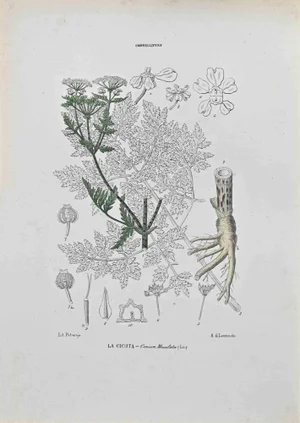 Vincenzo Tenore, Hemlock, Lithograph, 1870s