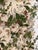 Textile Lee Jofa Maisie Linen - Tan/Leaf Fabric 2 Yards For Sale - Image 7 of 7