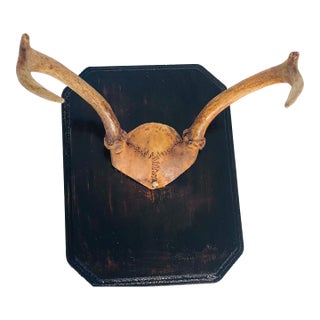 Antique Roe Deer Antlers on Plaque For Sale