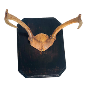 Antique Roe Deer Antlers on Plaque