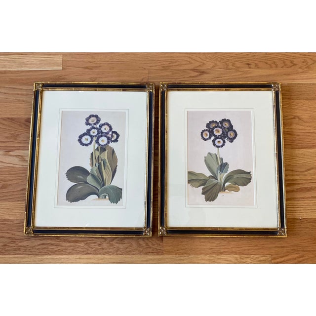 Timeless and Elegant set of 2 Beautiful Botanical Floral Water Color Print Block - Purple Poppy in Black Wooden and Gilt...