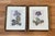 Timeless and Elegant set of 2 Beautiful Botanical Floral Water Color Print Block - Purple Poppy in Black Wooden and Gilt...
