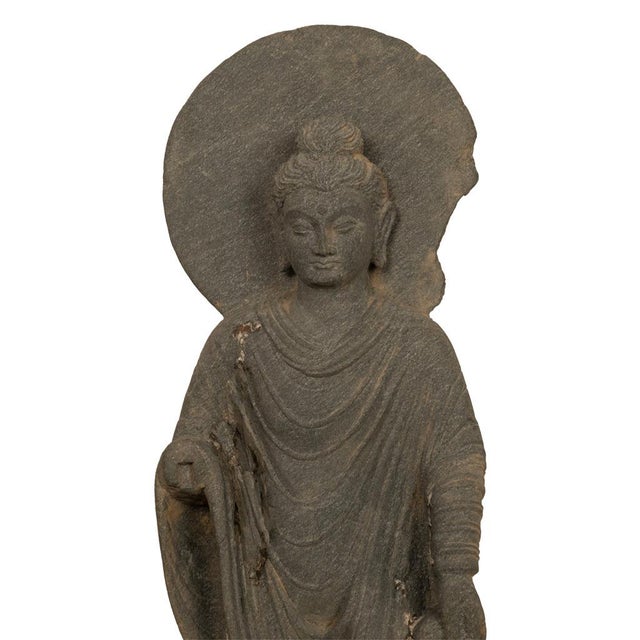 Ancient Indian Carved Stone Gandharan Shakyamuni Buddha Statue 2nd Century A.D. For Sale - Image 13 of 16