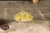 Set of Three American Midcentury Painted Concrete Mushroom Garden Ornaments For Sale - Image 12 of 12
