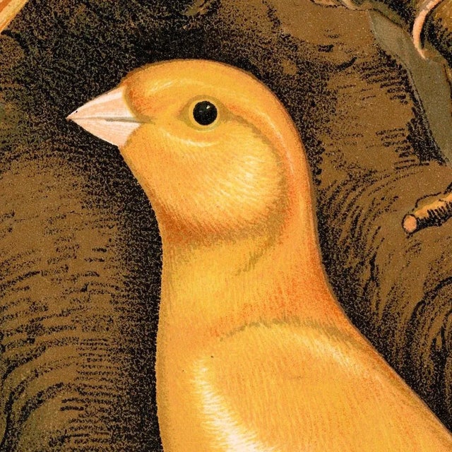 Realism Reproduction of '3 Orange Canaries' Archival Print For Sale - Image 3 of 4