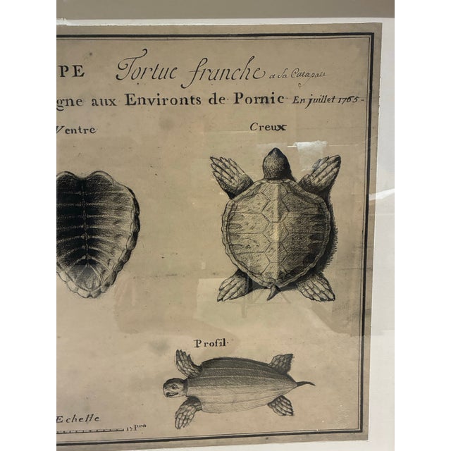 Early 21st Century Natural Curiosities Large French 1765 Sea Turtle Natural History Study Reproduction Print, Framed For Sale - Image 5 of 10