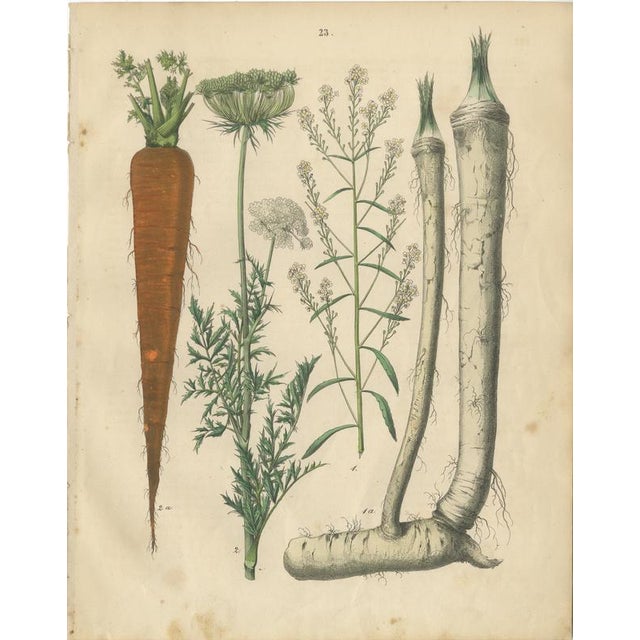 Antique Root and Medicinal Plant Prints, Botanical Studies, Germany 1852 This refined three-plate set depicts root...