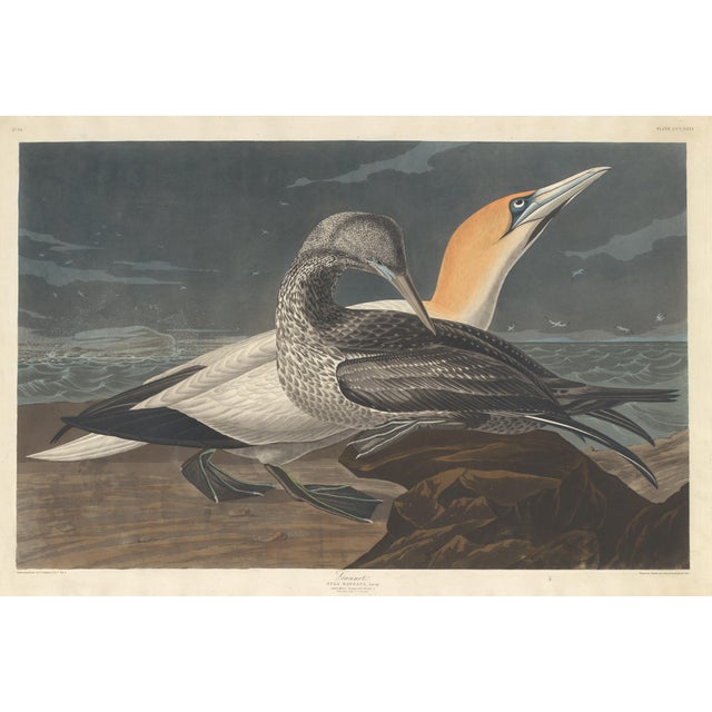 Gemstone Collection of 4 Vintage 1966 John James Audubon Double-Sided Waterbird Prints For Sale - Image 7 of 9