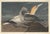 Gemstone Collection of 4 Vintage 1966 John James Audubon Double-Sided Waterbird Prints For Sale - Image 7 of 9