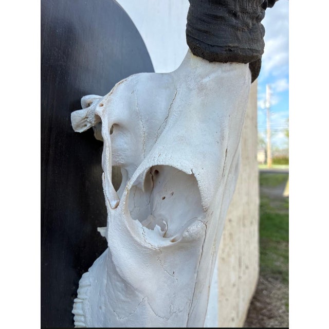 African Red Hartebeest Antelope Skull Mount Taxidermy South Africa For Sale - Image 12 of 12