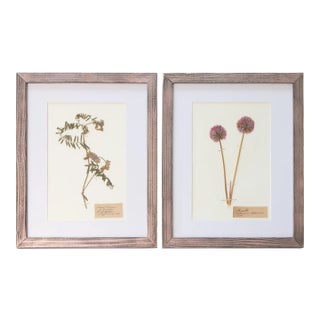 Custom Framed Antique Swedish Botanical Herbariums - Set of 2 For Sale
