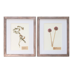 Custom Framed Antique Swedish Botanical Herbariums - Set of 2