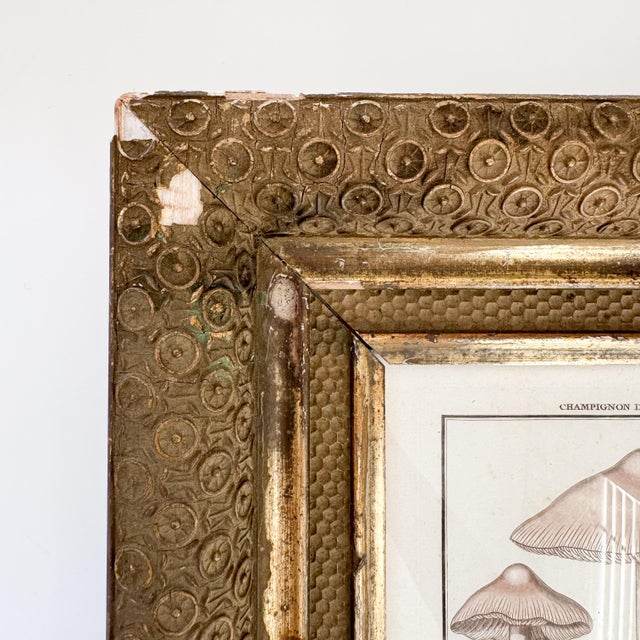 Wood French Botanical Mushroom "L'Argaric Couleur De Rose" Illustration From 1700's, Antique Framed Etched Botany Art For Sale - Image 7 of 12