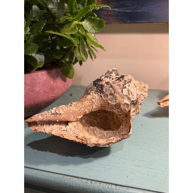 Pair Vintage Natural Horse Conch Seashell Specimen Organic Decor For Sale - Image 14 of 16