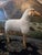 A very fine natural and organic sheep figure exquisitely crafted with true lambs wool and top grain cowhide leather....