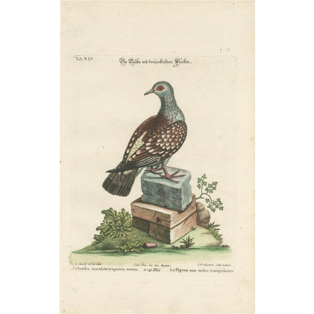 After George Edwards, Pigeon, Copperplate Engraving, 1770 For Sale - Image 9 of 9