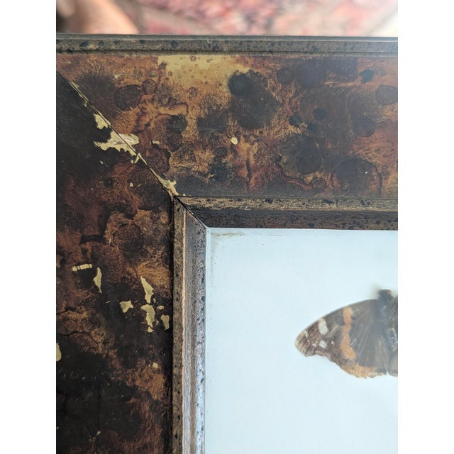 Vintage Taxidermy Butterflies Framed in an Oil Drop Frame For Sale - Image 9 of 14