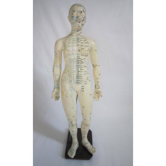 Vintage Female vinyl acupuncture model from the 70's. She measures 18 1/2"H x 6"W x 5"D on the stand. Excellent vintage...