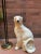 Late 20th Century Vintage Italian White Cougar Panther Cat Life Size Statue For Sale - Image 5 of 10