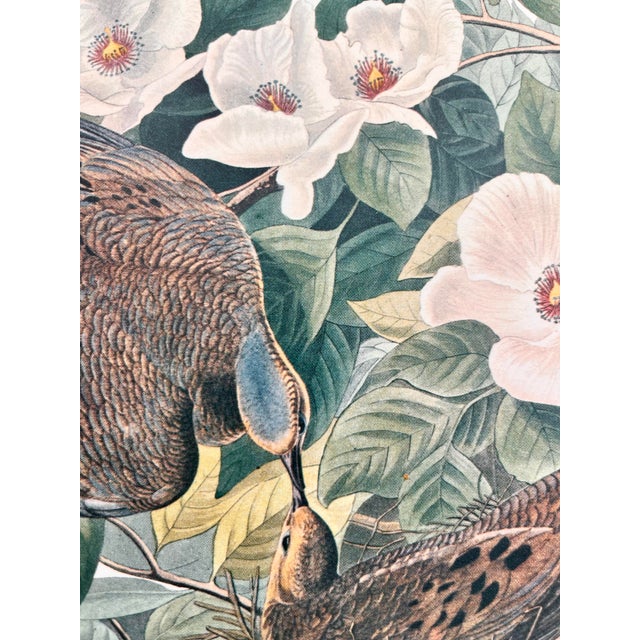 John James Audubon 1964 Audubon Folio Lithograph Great Bird Paintings – “Carolina Pigeon or Turtledove” 17x14 For Sale - Image 4 of 8