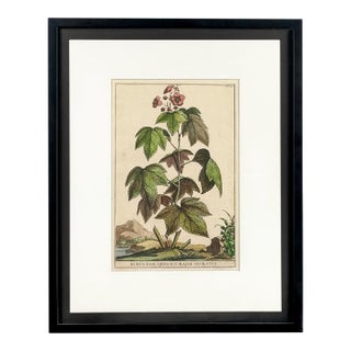 1696 Flowering Raspberry Hand-Colored Botanical Engraving by Abraham Munting For Sale