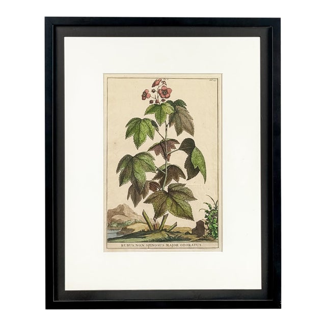 1696 Flowering Raspberry Hand-Colored Botanical Engraving by Abraham Munting For Sale