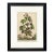 1696 Flowering Raspberry Hand-Colored Botanical Engraving by Abraham Munting For Sale