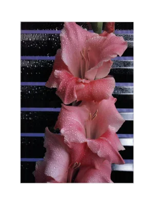 1983 James Cordes 'Gladiolus' Photography Pink,Blue,Black Usa Offset Lithograph