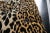 Hollywood Regency Style Leopard Velvet Cocktail Ottoman For Sale - Image 9 of 13