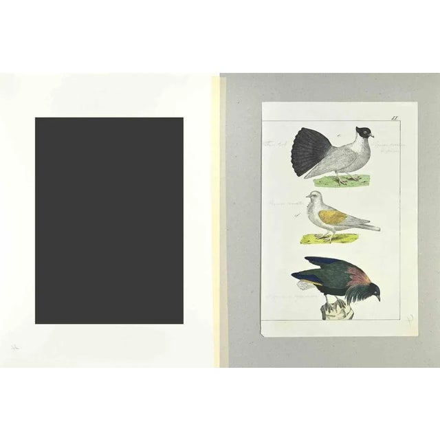 Pigeon with Fan Tail is an Etching hand colored realized by Gotthilf Heinrich von Schubert - Johann Friedrich Naumann,...