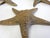 Vintage Brass Starfish Sculpture Set Natural Specimen Art, Korea 1960's For Sale In Las Vegas - Image 6 of 7