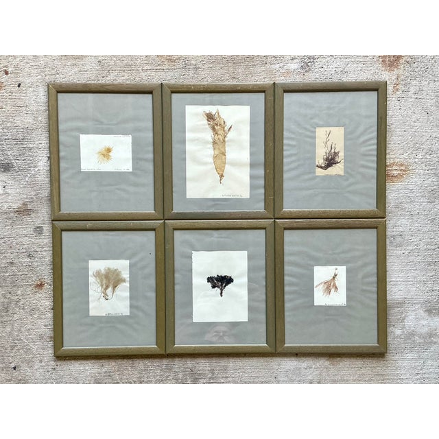 Late 20th Century Vintage Pressed Specimen Plant Clippings - Set of 6 For Sale - Image 5 of 12