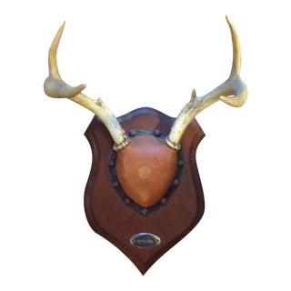 1958 Deer Antlers With Leather Trim Mounted on Wood With Plaque For Sale