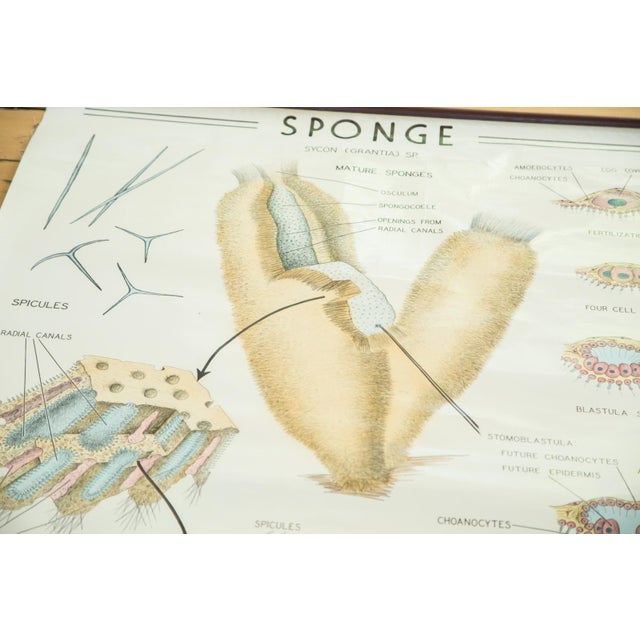 Vintage Biology Pull Down Chart of Sponge Grantia Chairish