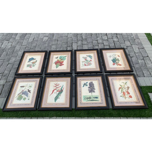Early 18th Century Maria Sibylla Merian Insects of Surinam Hand-Colored Copper-Plate Engravings, Framed - Set of 8 For Sale - Image 13 of 13